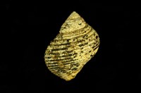 藏品(圓蠑螺)的圖片